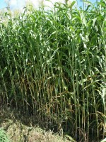 /album/quaresrl/dsc00347-jpg/